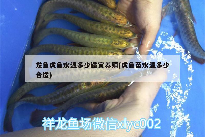 龍魚身體有點(diǎn)傾斜怎么辦（龍魚卷和什么炒最好吃） 飛鳳魚 第2張