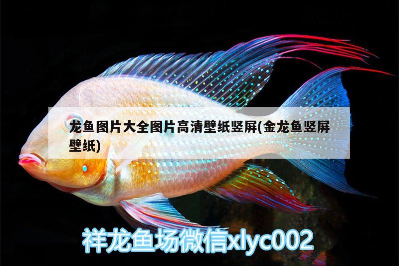 龍魚圖片大全圖片高清壁紙豎屏(金龍魚豎屏壁紙) 財(cái)神鸚鵡魚