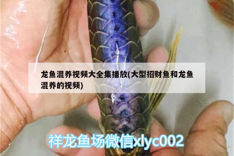 龍魚混養(yǎng)視頻大全集播放(大型招財魚和龍魚混養(yǎng)的視頻)