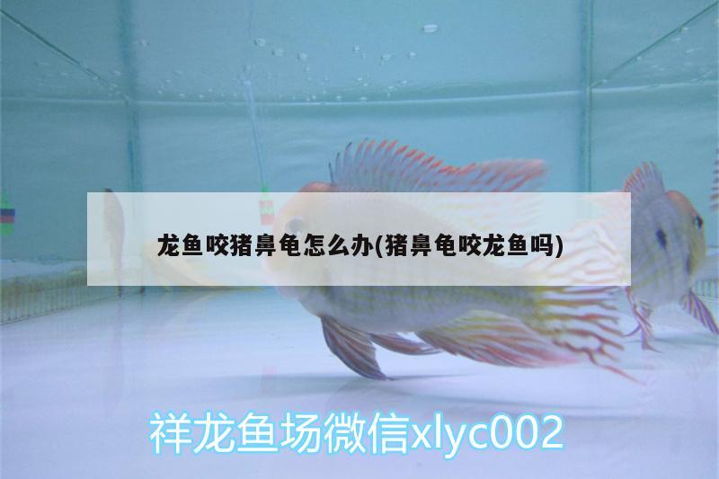 龍魚咬豬鼻龜怎么辦(豬鼻龜咬龍魚嗎) 豬鼻龜