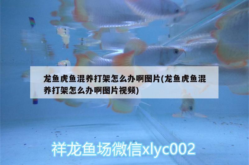 龍魚虎魚混養(yǎng)打架怎么辦啊圖片(龍魚虎魚混養(yǎng)打架怎么辦啊圖片視頻)