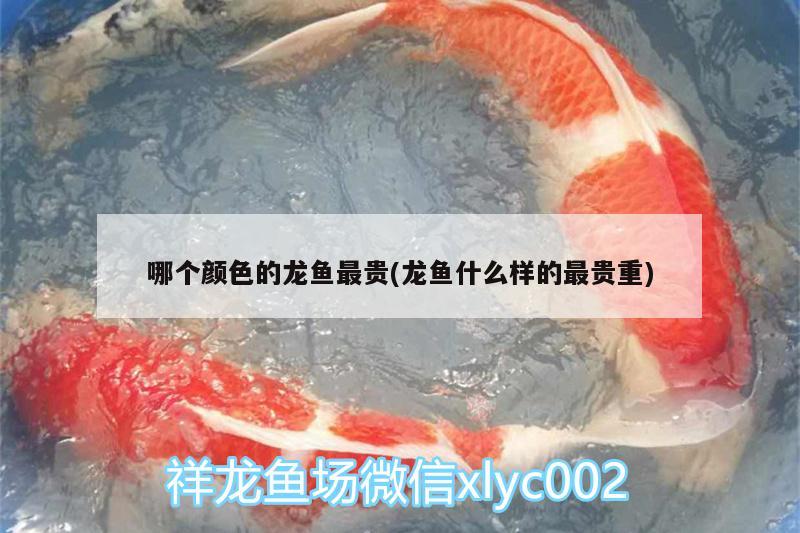 哪個顏色的龍魚最貴(龍魚什么樣的最貴重)