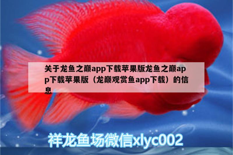 關于龍魚之巔app下載蘋果版龍魚之巔app下載蘋果版（龍巔觀賞魚app下載）的信息