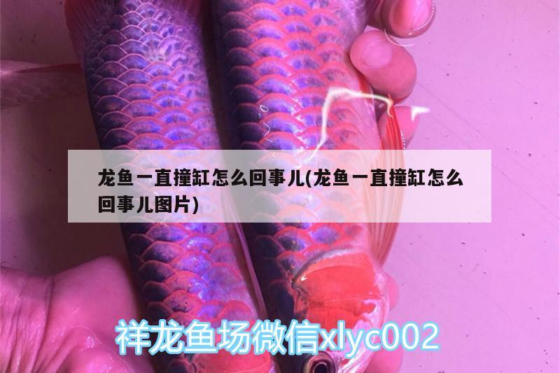 龍魚(yú)一直撞缸怎么回事兒(龍魚(yú)一直撞缸怎么回事兒圖片)