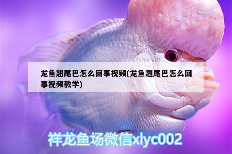 龍魚翹尾巴怎么回事視頻(龍魚翹尾巴怎么回事視頻教學(xué)) 魚缸風(fēng)水