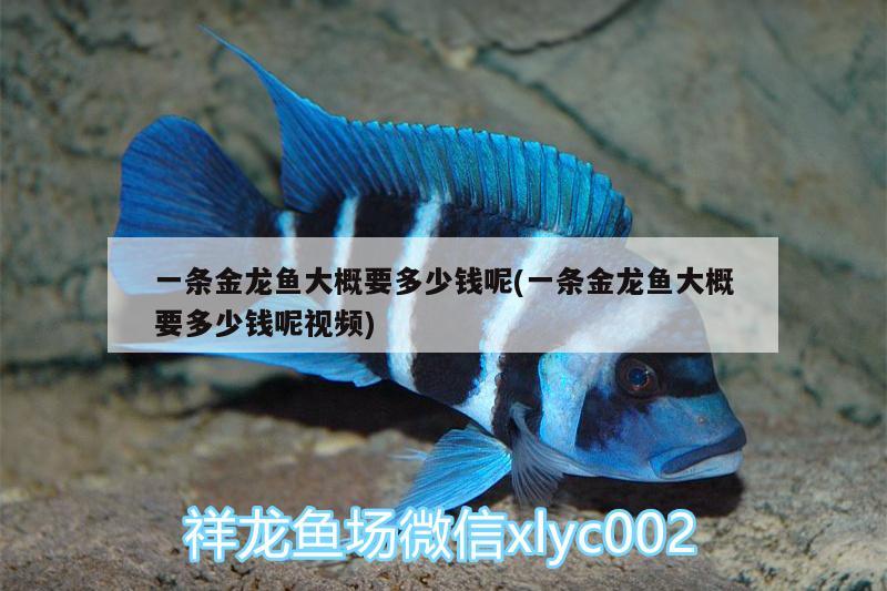 一條金龍魚大概要多少錢呢(一條金龍魚大概要多少錢呢視頻)