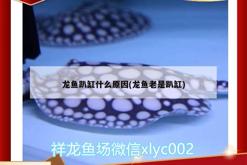 龍魚趴缸什么原因(龍魚老是趴缸)