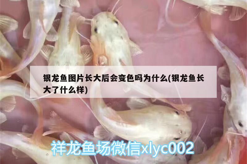 銀龍魚圖片長大后會(huì)變色嗎為什么(銀龍魚長大了什么樣)