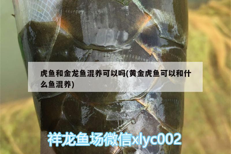 虎魚和金龍魚混養(yǎng)可以嗎(黃金虎魚可以和什么魚混養(yǎng))