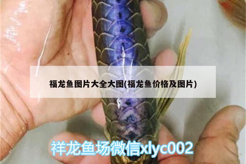 福龍魚圖片大全大圖(福龍魚價格及圖片) 觀賞蝦蟹等飼料