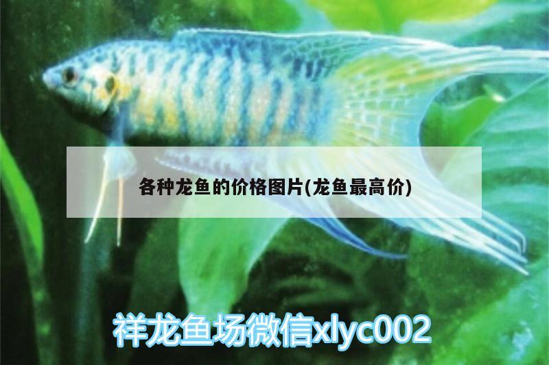 各種龍魚的價(jià)格圖片(龍魚最高價(jià))