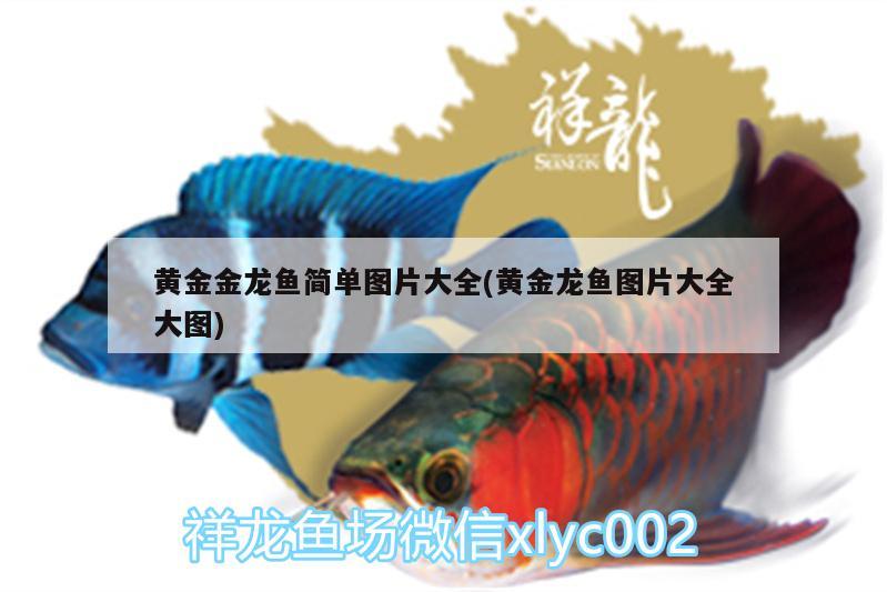 黃金金龍魚簡單圖片大全(黃金龍魚圖片大全大圖) 短身紅龍魚