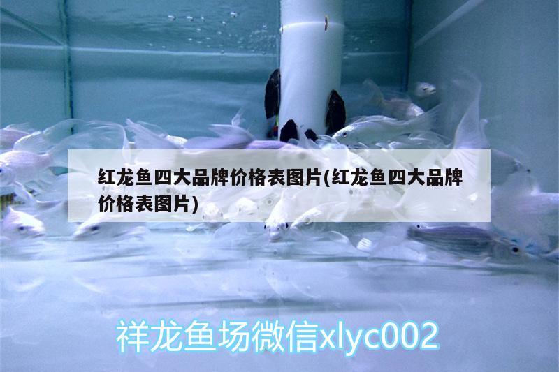 比金龍魚還貴的魚是什么(金龍魚為什么比銀龍魚貴) 銀龍魚 第3張