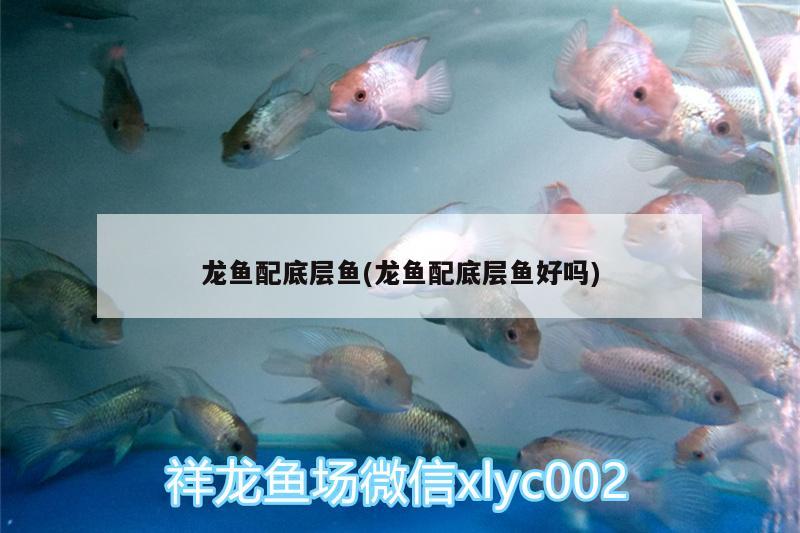 龍魚配底層魚(龍魚配底層魚好嗎)