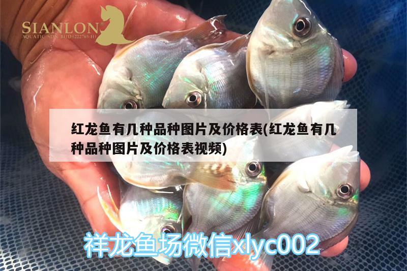 羅漢魚(yú)苗哪家好，網(wǎng)購(gòu)羅漢魚(yú)苗哪家好 羅漢魚(yú) 第2張