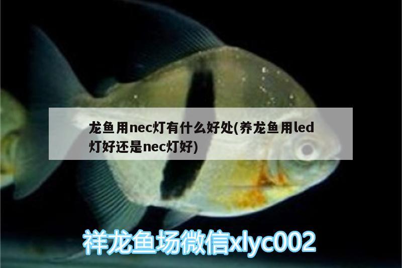 龍魚用nec燈有什么好處(養(yǎng)龍魚用led燈好還是nec燈好) 財神鸚鵡魚