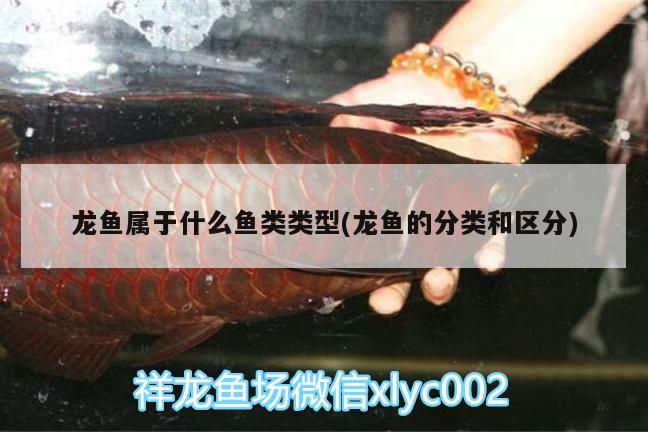 龍魚屬于什么魚類類型(龍魚的分類和區(qū)分)