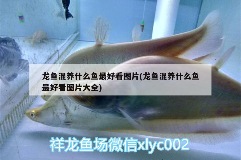 龍魚(yú)混養(yǎng)什么魚(yú)最好看圖片(龍魚(yú)混養(yǎng)什么魚(yú)最好看圖片大全) 金龍魚(yú)糧