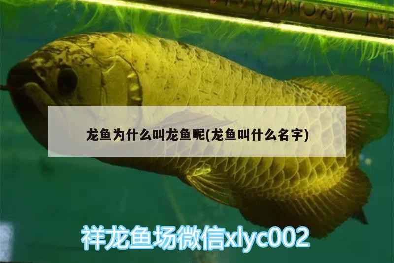 龍魚為什么叫龍魚呢(龍魚叫什么名字)