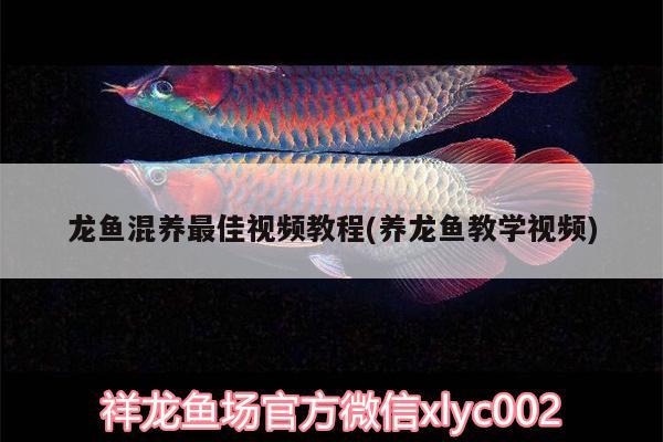 龍魚混養(yǎng)最佳視頻教程(養(yǎng)龍魚教學視頻) 海象魚