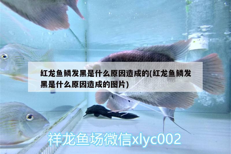 紅龍魚鱗發(fā)黑是什么原因造成的(紅龍魚鱗發(fā)黑是什么原因造成的圖片)