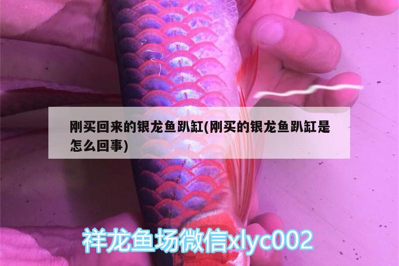 剛買回來(lái)的銀龍魚(yú)趴缸(剛買的銀龍魚(yú)趴缸是怎么回事)