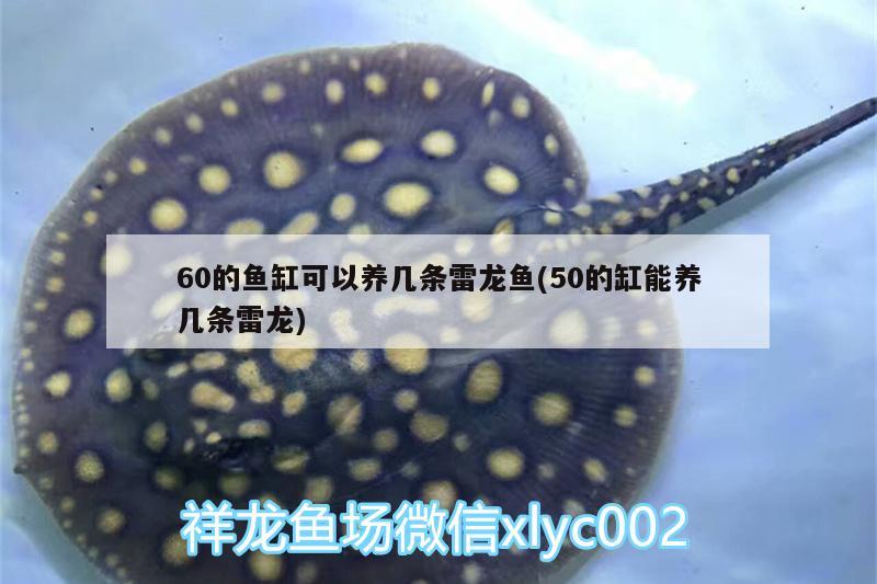 60的魚缸可以養(yǎng)幾條雷龍魚(50的缸能養(yǎng)幾條雷龍)