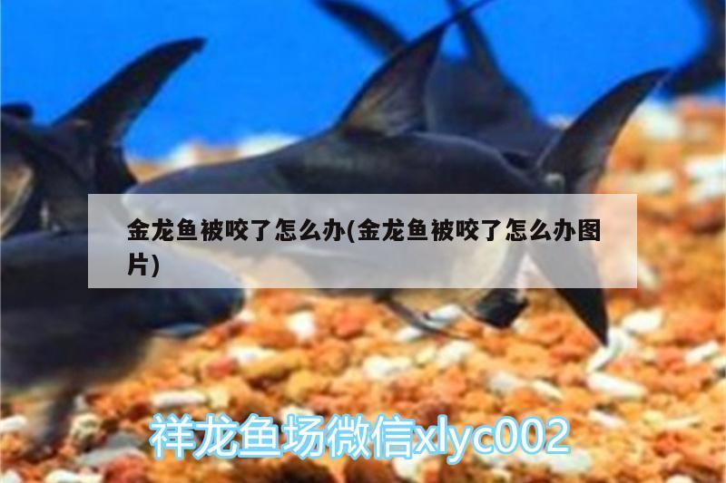 金龍魚被咬了怎么辦(金龍魚被咬了怎么辦圖片) 大嘴鯨魚