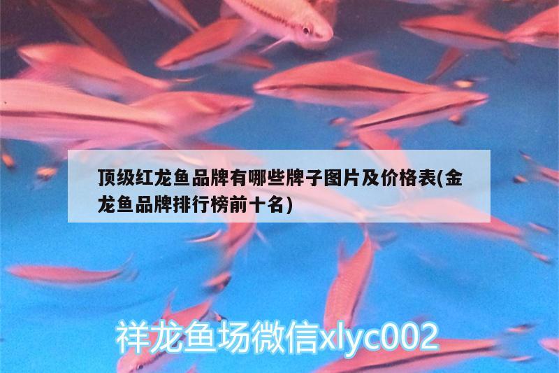 古塔區(qū)花鳥(niǎo)魚(yú)城雁冰水族店：