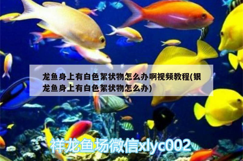 龍魚身上有白色絮狀物怎么辦啊視頻教程(銀龍魚身上有白色絮狀物怎么辦)