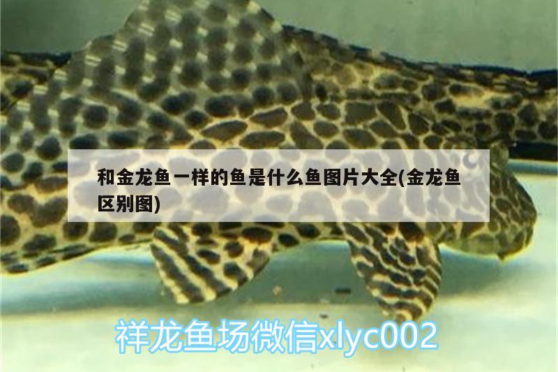 和金龍魚一樣的魚是什么魚圖片大全(金龍魚區(qū)別圖) 照明器材