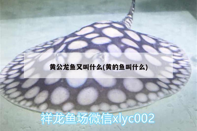 黃公龍魚又叫什么(黃的魚叫什么)