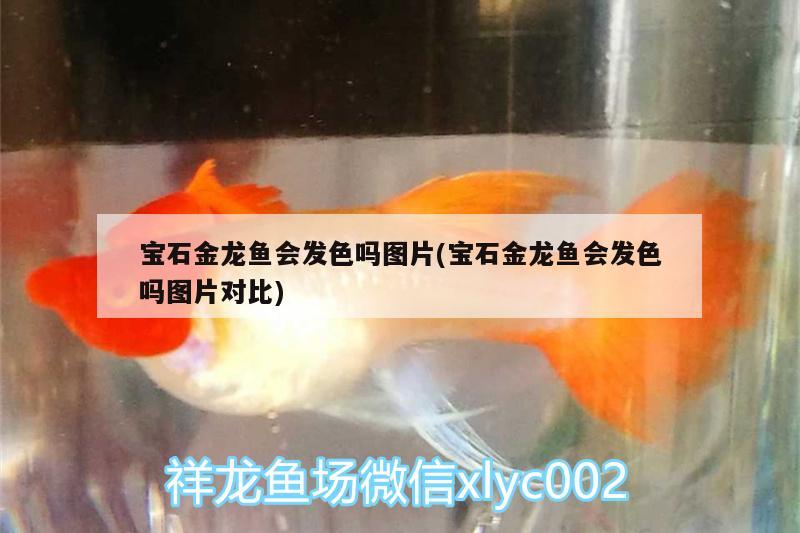 寶石金龍魚會發(fā)色嗎圖片(寶石金龍魚會發(fā)色嗎圖片對比) 祥龍魚場