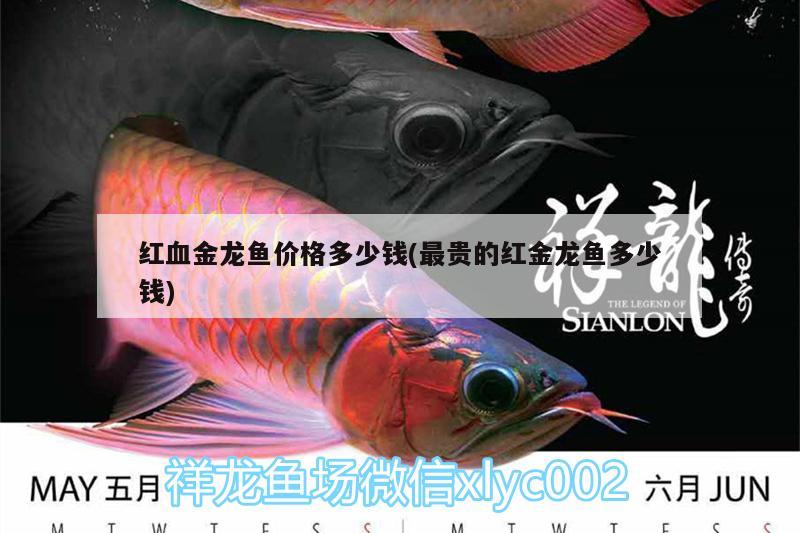 紅血金龍魚價格多少錢(最貴的紅金龍魚多少錢) 祥龍水族濾材/器材