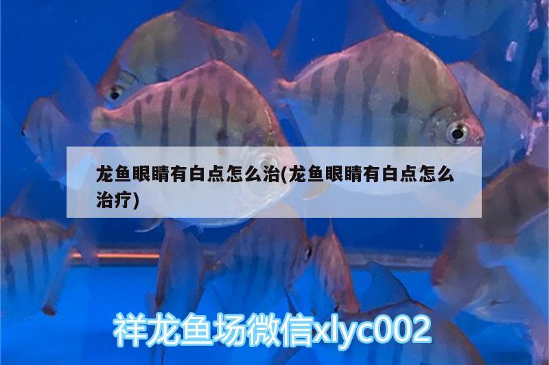 銀龍魚適合水溫多少度  銀龍魚 第2張