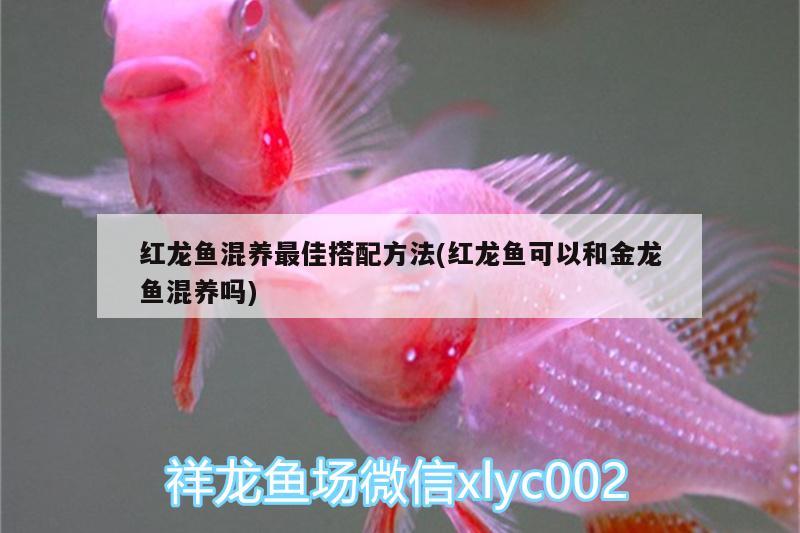 紅龍魚混養(yǎng)最佳搭配方法(紅龍魚可以和金龍魚混養(yǎng)嗎) 稀有金龍魚