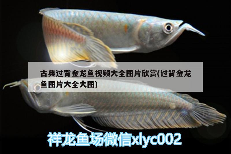 古典過背金龍魚視頻大全圖片欣賞(過背金龍魚圖片大全大圖) 古典過背金龍魚