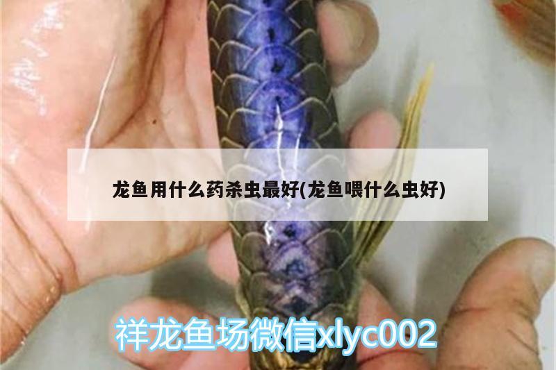 龍魚用什么藥殺蟲最好(龍魚喂什么蟲好)