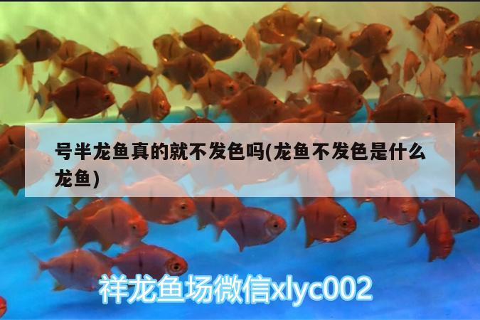 號半龍魚真的就不發(fā)色嗎(龍魚不發(fā)色是什么龍魚)