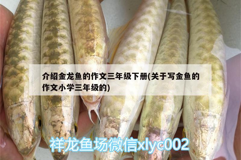 介紹金龍魚的作文三年級下冊(關于寫金魚的作文小學三年級的) 金龍福龍魚