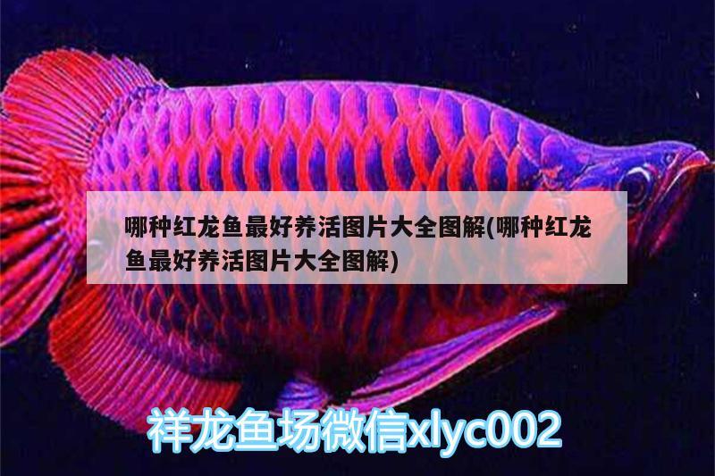 哪種紅龍魚最好養(yǎng)活圖片大全圖解(哪種紅龍魚最好養(yǎng)活圖片大全圖解)