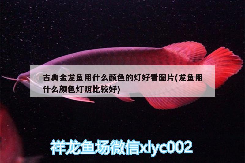 古典金龍魚用什么顏色的燈好看圖片(龍魚用什么顏色燈照比較好)