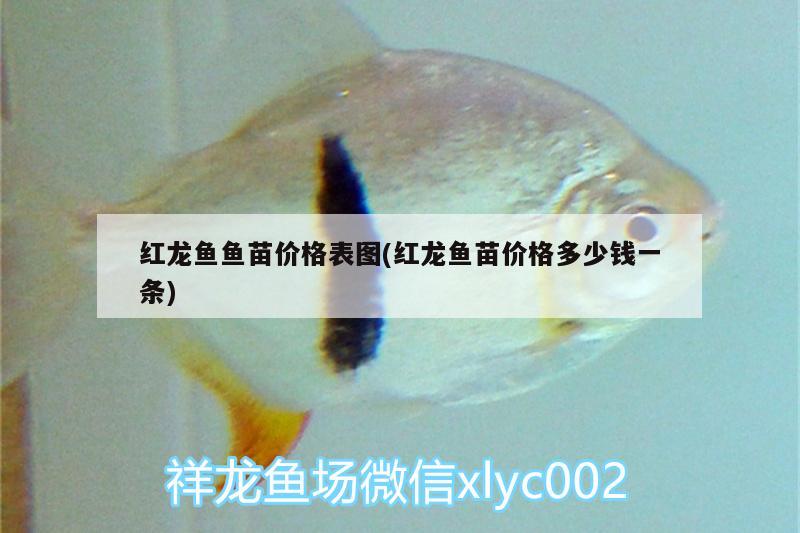 紅龍魚魚苗價(jià)格表圖(紅龍魚苗價(jià)格多少錢一條) 龍鳳鯉魚