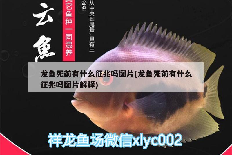 龍魚死前有什么征兆嗎圖片(龍魚死前有什么征兆嗎圖片解釋)