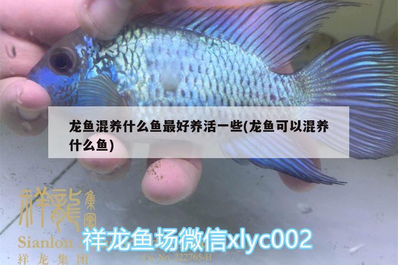 龍魚(yú)混養(yǎng)什么魚(yú)最好養(yǎng)活一些(龍魚(yú)可以混養(yǎng)什么魚(yú))