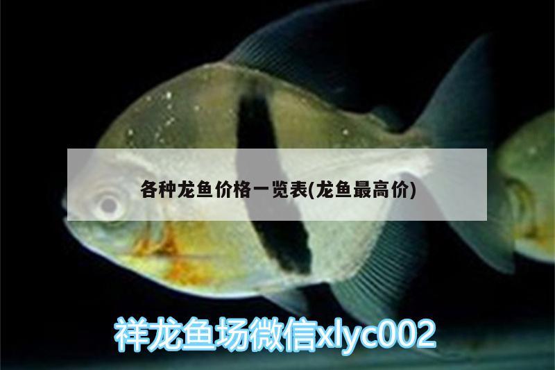 各種龍魚價格一覽表(龍魚最高價)