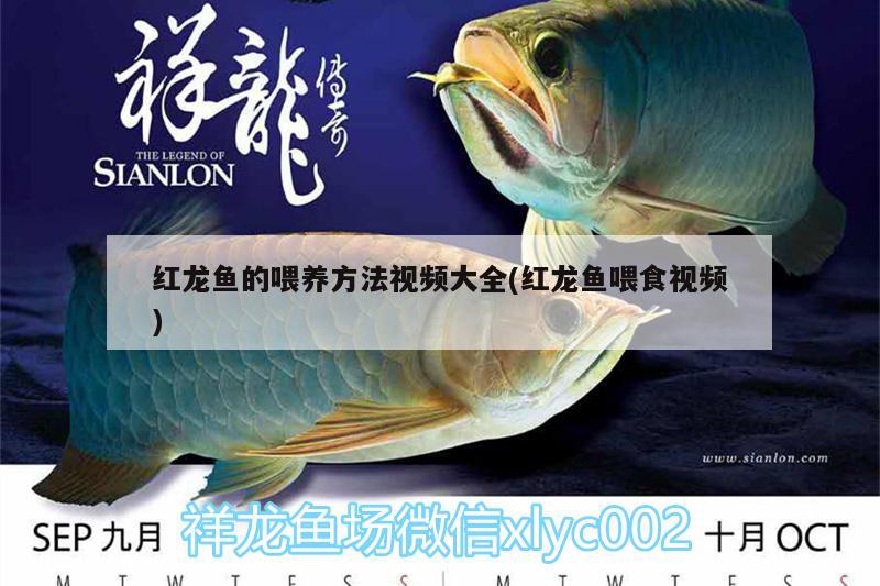 紅龍魚的喂養(yǎng)方法視頻大全(紅龍魚喂食視頻) 大日玉鯖魚