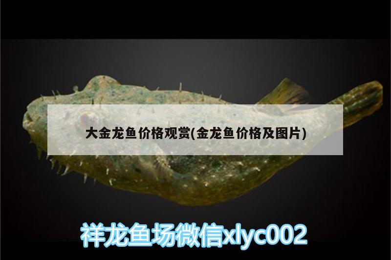 大金龍魚價(jià)格觀賞(金龍魚價(jià)格及圖片) 黃金河虎魚