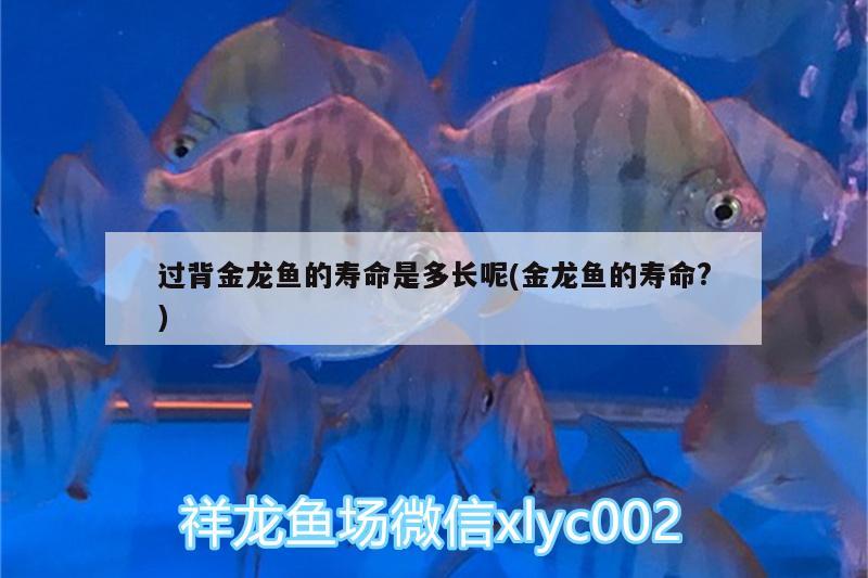 龍魚能用海水養(yǎng)嗎視頻：龍魚缸養(yǎng)海水魚