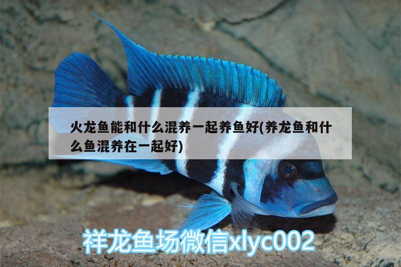 火龍魚能和什么混養(yǎng)一起養(yǎng)魚好(養(yǎng)龍魚和什么魚混養(yǎng)在一起好)